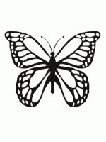 Butterfly Image