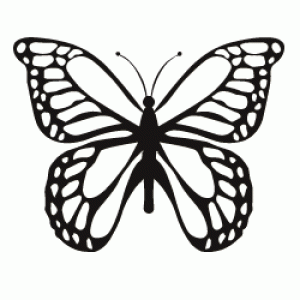 Butterfly Image