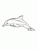 Dolphin Image