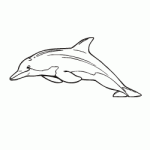 Dolphin Image