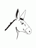 Donkey Image